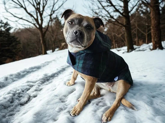 Black Watch Tartan Dog Coat