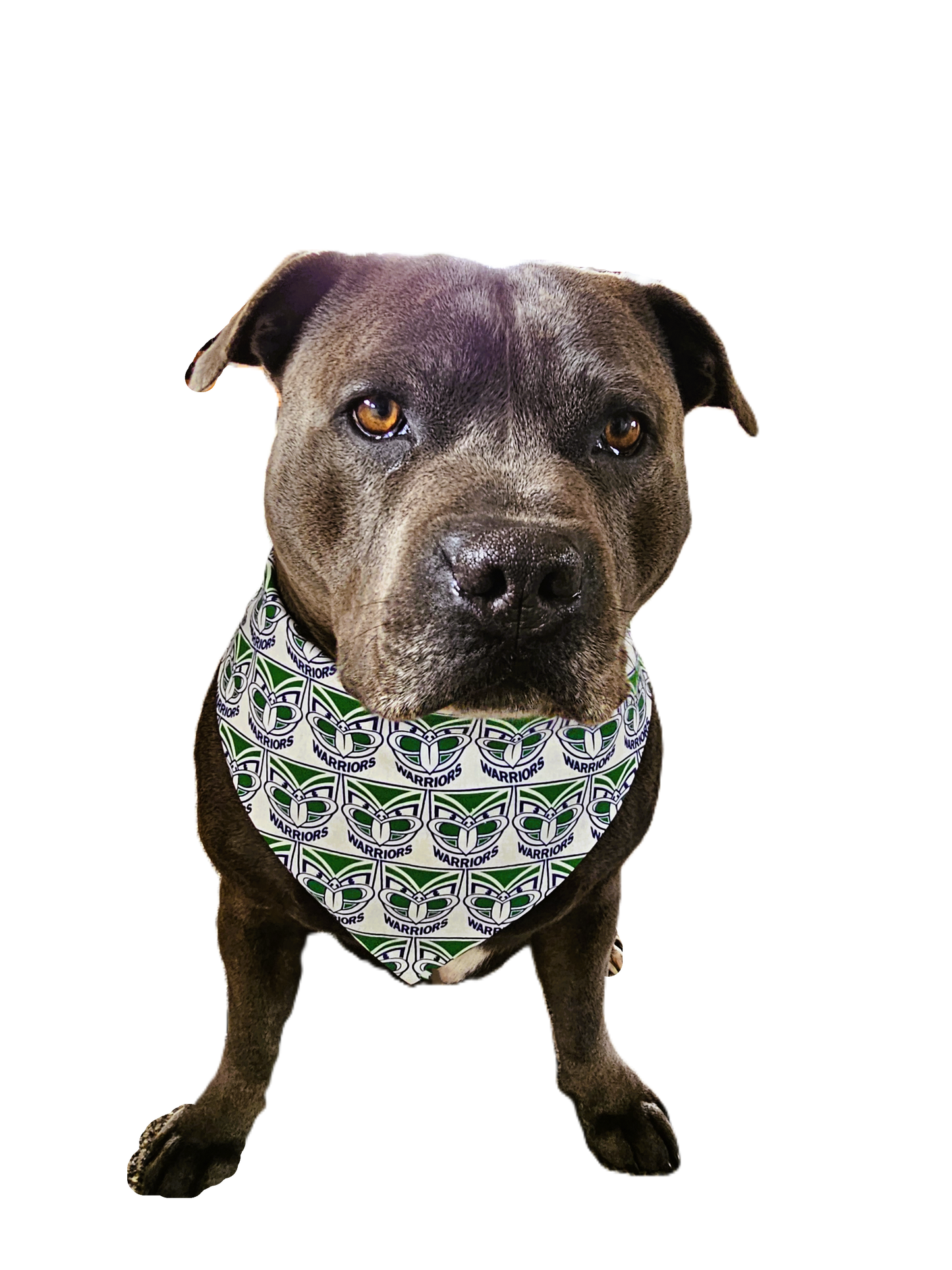 A NZ Warriors Colored Dog Bandanas
